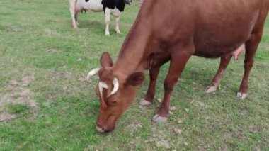 Kırmızı, siyah ve beyaz inekler ağaçların yanındaki çayırlarda otluyor.