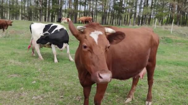 Vacas Rojas Negras Blancas Pastan Pasto Cerca Los Árboles — Vídeo de stock