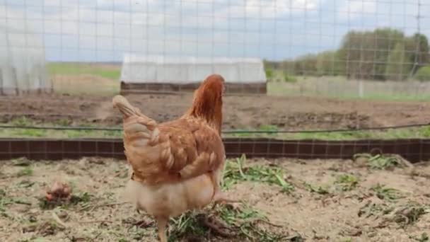 Bruine Kippen Lopen Rond Paddock Poten Van Een Mannelijke Boer — Stockvideo