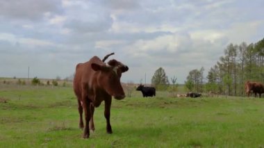 Kırmızı, siyah ve beyaz inekler ağaçların yanındaki çayırlarda otluyor.