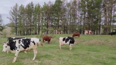 Kırmızı, siyah ve beyaz inekler ağaçların yanındaki çayırlarda otluyor.