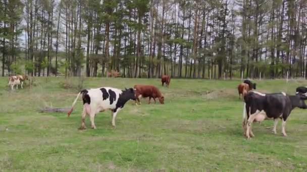 Vaches Rouges Noires Blanches Paissent Dans Pâturage Près Des Arbres — Video