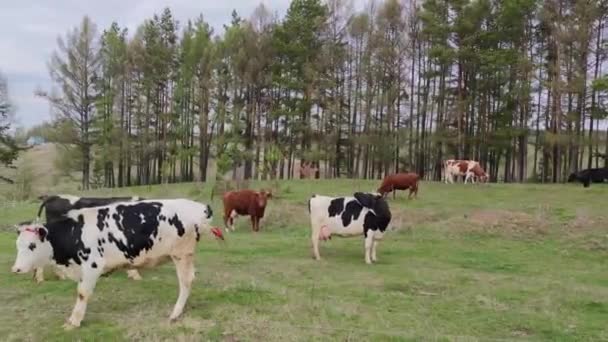 Rote Und Schwarz Weiße Kühe Grasen Auf Der Weide Neben — Stockvideo