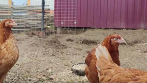 Bruine Kippen Lopen Rond Paddock Poten Van Een Mannelijke Boer — Stockvideo