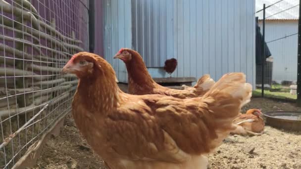 Bruine Kippen Lopen Rond Paddock Poten Van Een Mannelijke Boer — Stockvideo