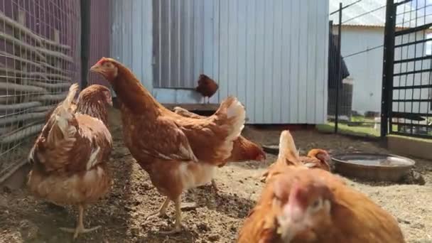 Bruine Kippen Lopen Rond Paddock Poten Van Een Mannelijke Boer — Stockvideo