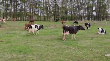 Kırmızı, siyah ve beyaz inekler ağaçların yanındaki çayırlarda otluyor.