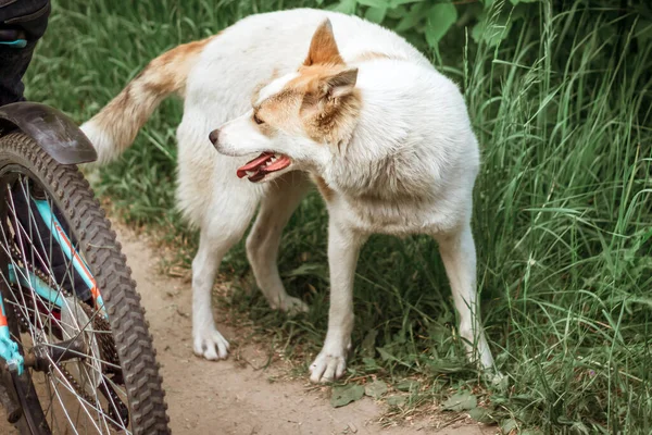 Kırmızı-beyaz bir köpek yolda duruyor çayırda bir bisikletçinin yanında ve yan tarafa bakıyor..