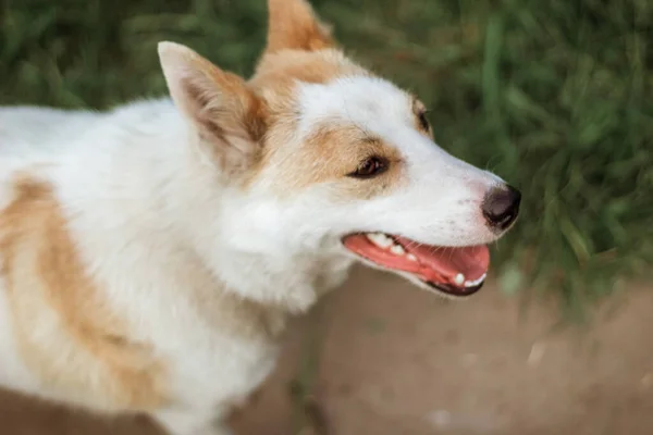 Portrait Young Red White Dog Close Shooting Selective Focus — Stock Photo, Image