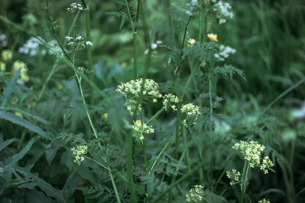 白い花序を持つ植物の矢は 他の多様な緑の草の間で成長する — ストック写真