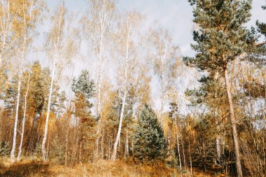 Güneş ışınlarında sonbahar karışık ormanı. Çam ağaçları, huş ağaçları, dökülen sarı yapraklardaki köknar ağaçları. Sonbahar manzarası.