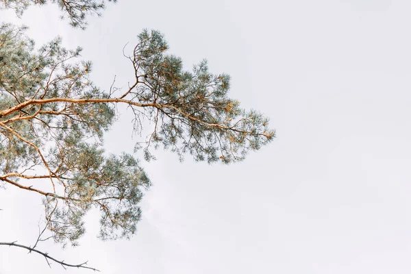 Los Altos Pinos Siempreverdes Alzan Contra Cielo Azul Vista Inferior — Foto de Stock