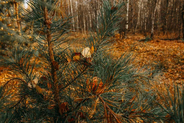 Orange birch leaves are stuck between the needles on a pine branch. Autumn leaves. selective focus.