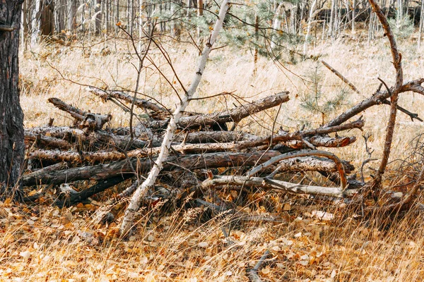Ramos Pinheiro Seco São Empilhados Floresta Firewood Colocado Uma Clareira — Fotografia de Stock