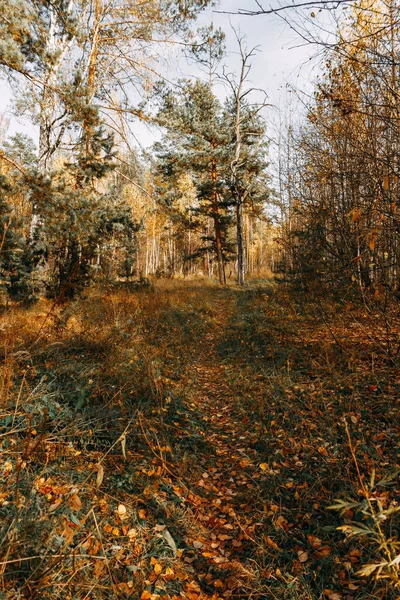 Autumn Mixed Forest Rays Sun Pines Birches Firs Yellow Falling — Stock Photo, Image