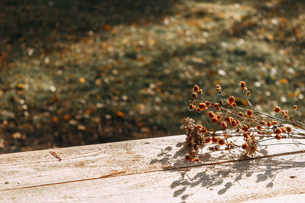 Dried flowers are lying on the table against the background of an autumn forest. Selective focus. The concept of a warm autumn.