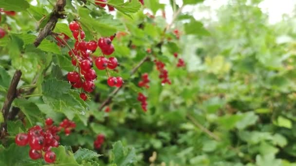 Trossen Rode Rijpe Aalbessen Hangen Aan Een Groene Struik Tuin — Stockvideo