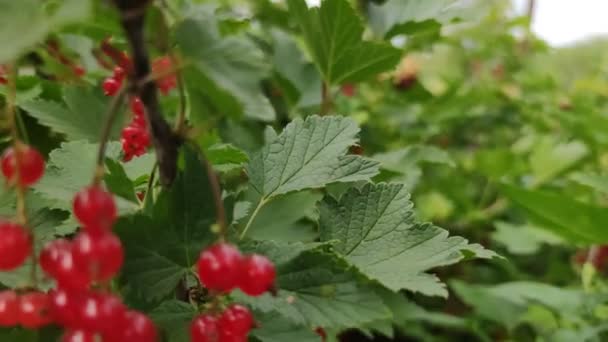 Manojos Grosellas Rojas Maduras Cuelgan Arbusto Verde Jardín Después Lluvia — Vídeo de stock