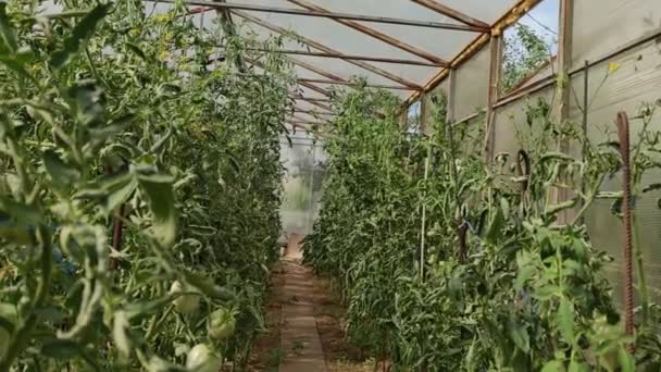 Rijen Tomatenplanten Groeien Een Grote Kas Binnenlandse Landbouw — Stockvideo