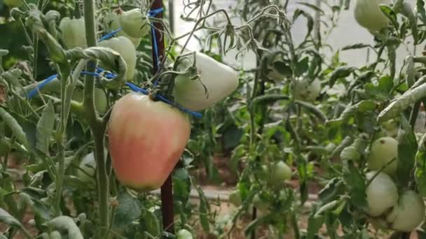 Rzędy Roślin Pomidorowych Rosnących Dużej Szklarni Rolnictwo Domowe — Wideo stockowe