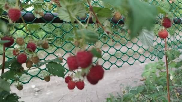 Une Branche Framboises Mûres Rouges Dans Jardin — Video