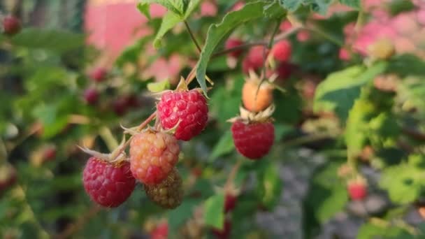 Une Branche Framboises Mûres Rouges Dans Jardin — Video