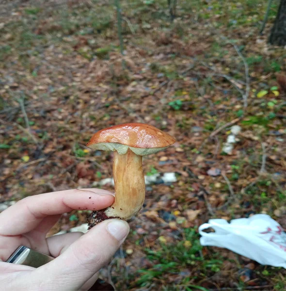 Kleiner Weißer Pilz Der Hand Auf Waldhintergrund — Stockfoto