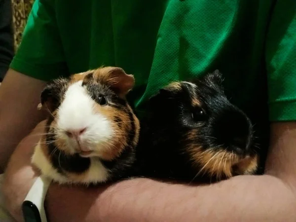 Twee Verschillende Cavia — Stockfoto