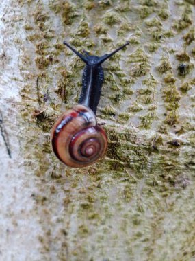 Yeşil yapraklı bir salyangoz