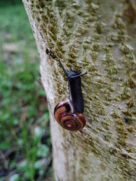 Gros Plan Escargot Sur Arbre — Photo