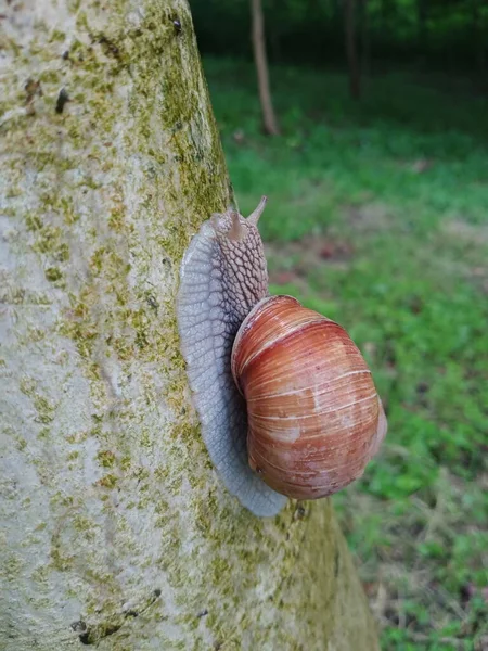 Caracol Uma Árvore Jardim — Fotografia de Stock