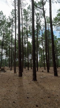 Şehrin dışında uzun ağaçlar olan bir Perth ormanı.