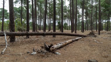 Şehrin dışında uzun ağaçlar olan bir Perth ormanı.