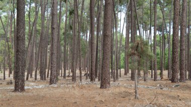 Şehrin dışında uzun ağaçlar olan bir Perth ormanı.