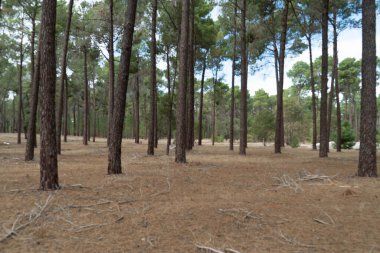 Şehrin dışında uzun ağaçlar olan bir Perth ormanı.