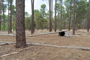 Şehrin dışında uzun ağaçlar olan bir Perth ormanı.