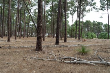Şehrin dışında uzun ağaçlar olan bir Perth ormanı.