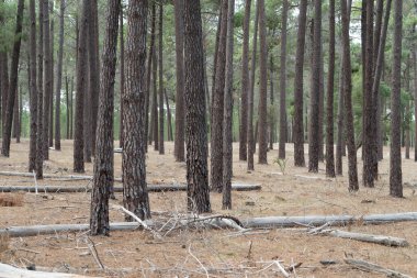 Şehrin dışında uzun ağaçlar olan bir Perth ormanı.