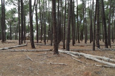 Şehrin dışında uzun ağaçlar olan bir Perth ormanı.