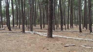 Şehrin dışında uzun ağaçlar olan bir Perth ormanı.