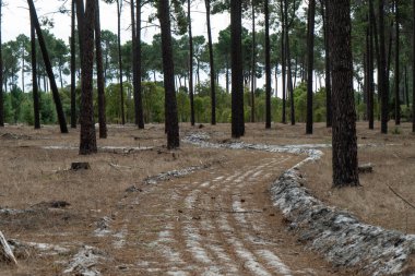 Şehrin dışında uzun ağaçlar olan bir Perth ormanı.