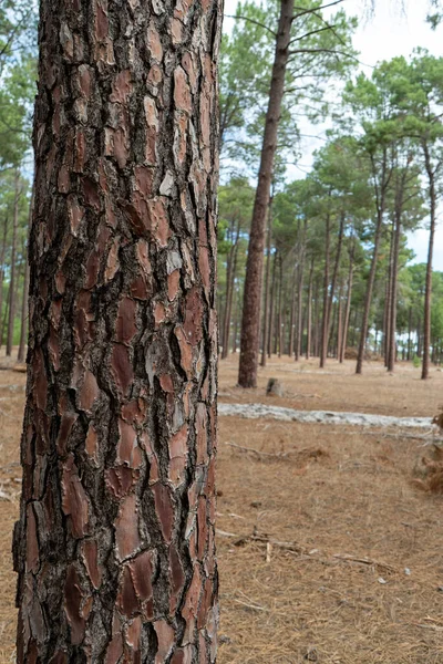 A Perth forrest with tall trees outside of the city