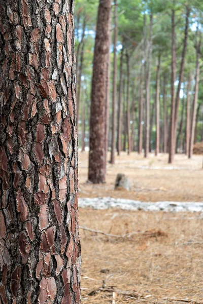 A Perth forrest with tall trees outside of the city