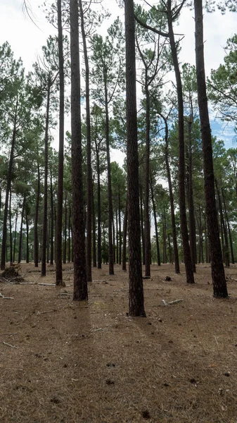 Şehrin dışında uzun ağaçlar olan bir Perth ormanı.