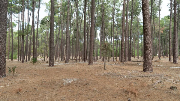 Şehrin dışında uzun ağaçlar olan bir Perth ormanı.
