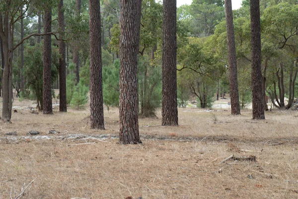 A Perth forrest with tall trees outside of the city