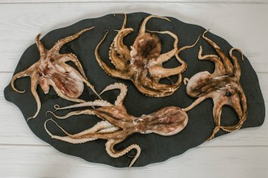 Hafif arkaplanda taze ahtapotlar 