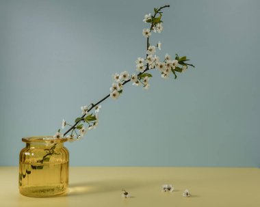 Çiçekte elma ağacı dalları. Yaz hala hayat