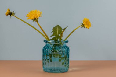 Vazoda karahindiba. Yaz hala hayat