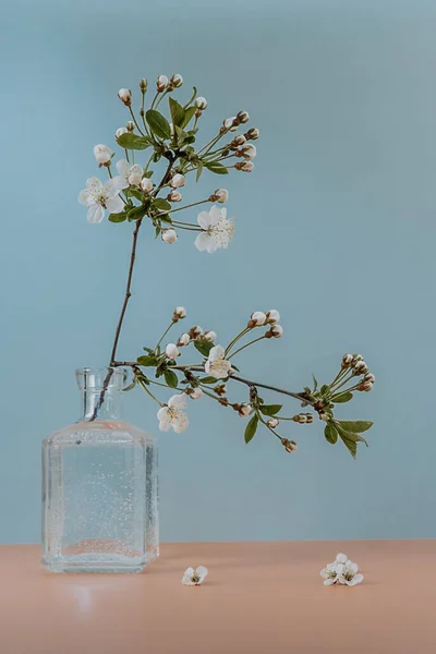 Çiçekte elma ağacı dalları. Yaz hala hayat